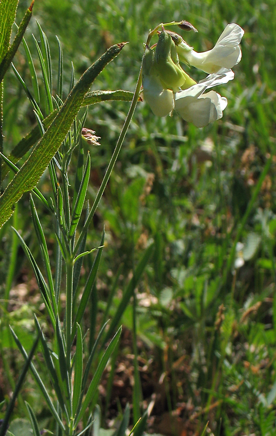 Image of Lathyrus pallescens specimen.