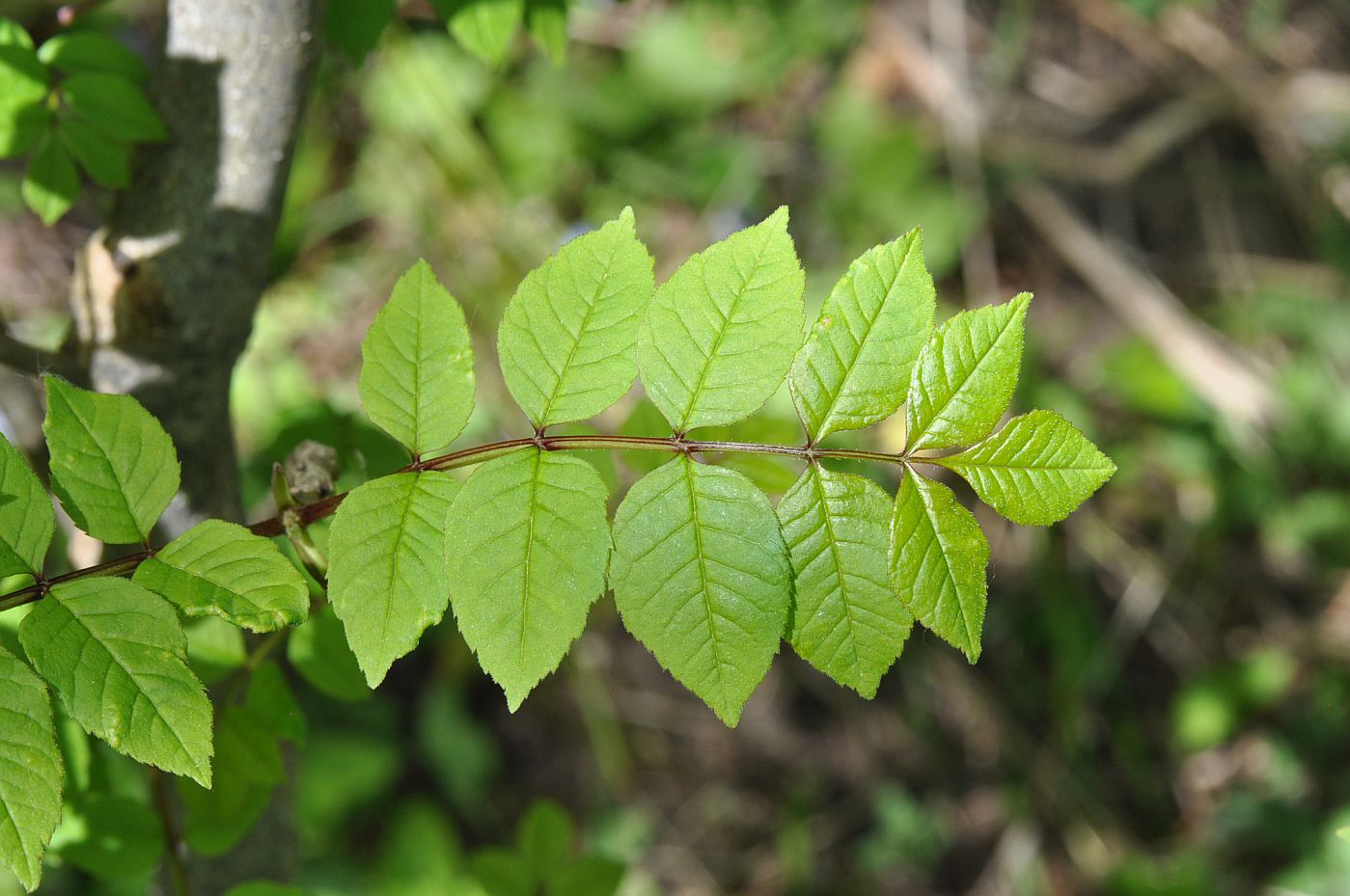 Image of Fraxinus excelsior specimen.