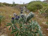 Lupinus pilosus. Верхушка плодоносящего растения в мелких каплях росы. Греция, Эгейское море, север о-ва Парос, национальный парк Св. Яниса Детис Колимбифрес; обочина туристической тропы. 11.04.2018.