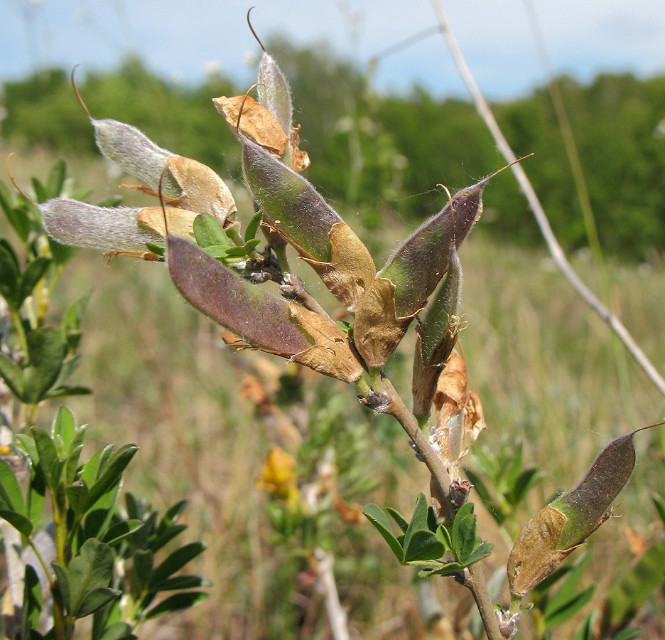 Image of Chamaecytisus ruthenicus specimen.