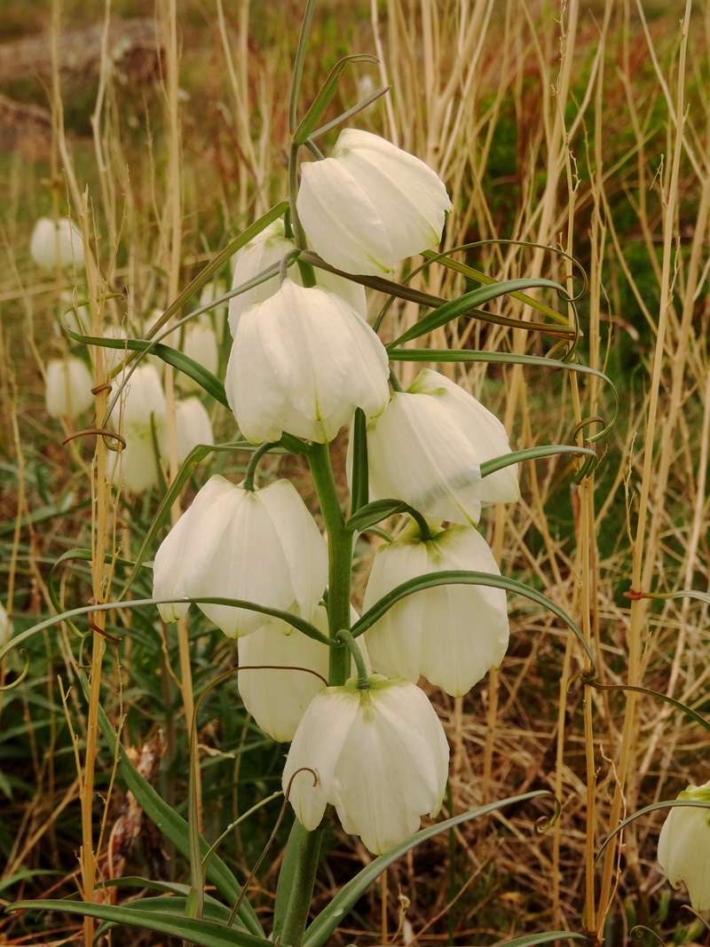 Image of Fritillaria verticillata specimen.