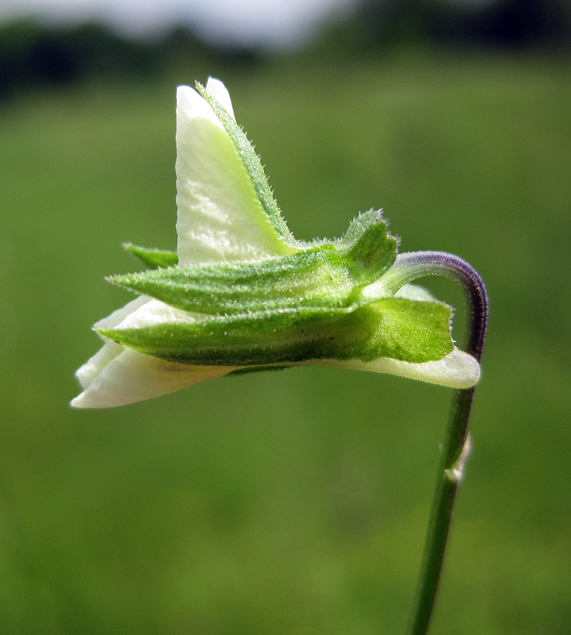 Image of genus Viola specimen.