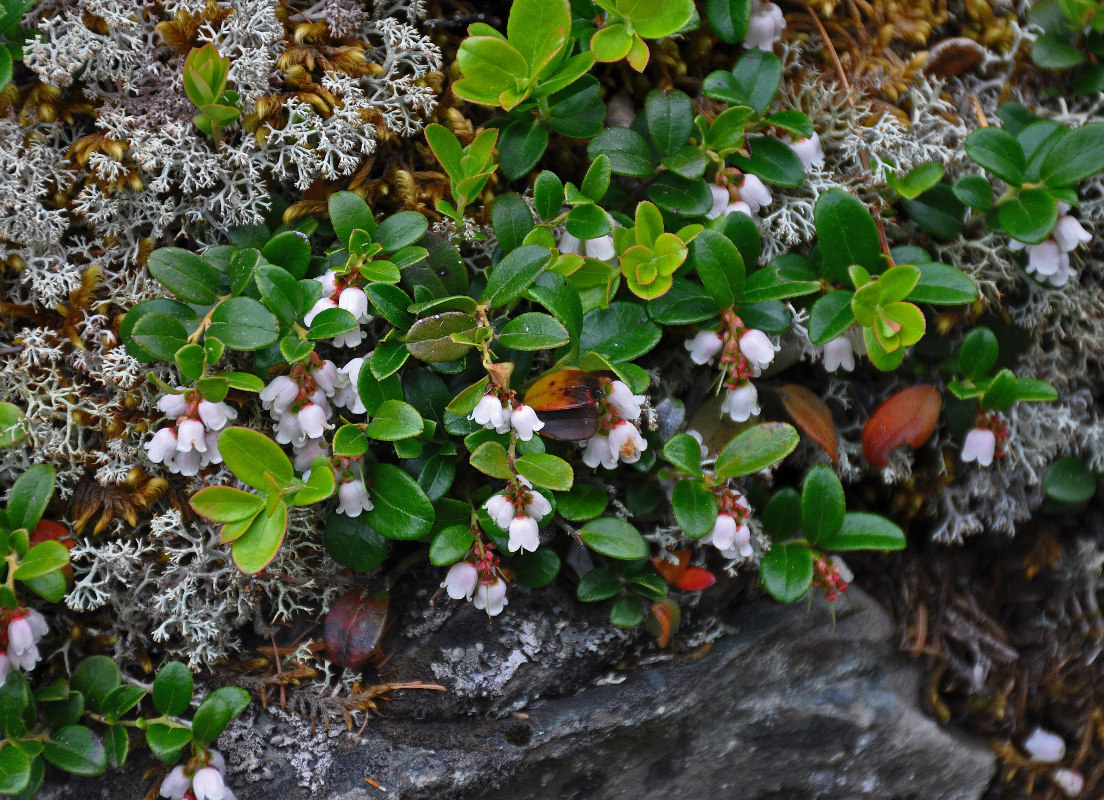 Image of Vaccinium vitis-idaea specimen.