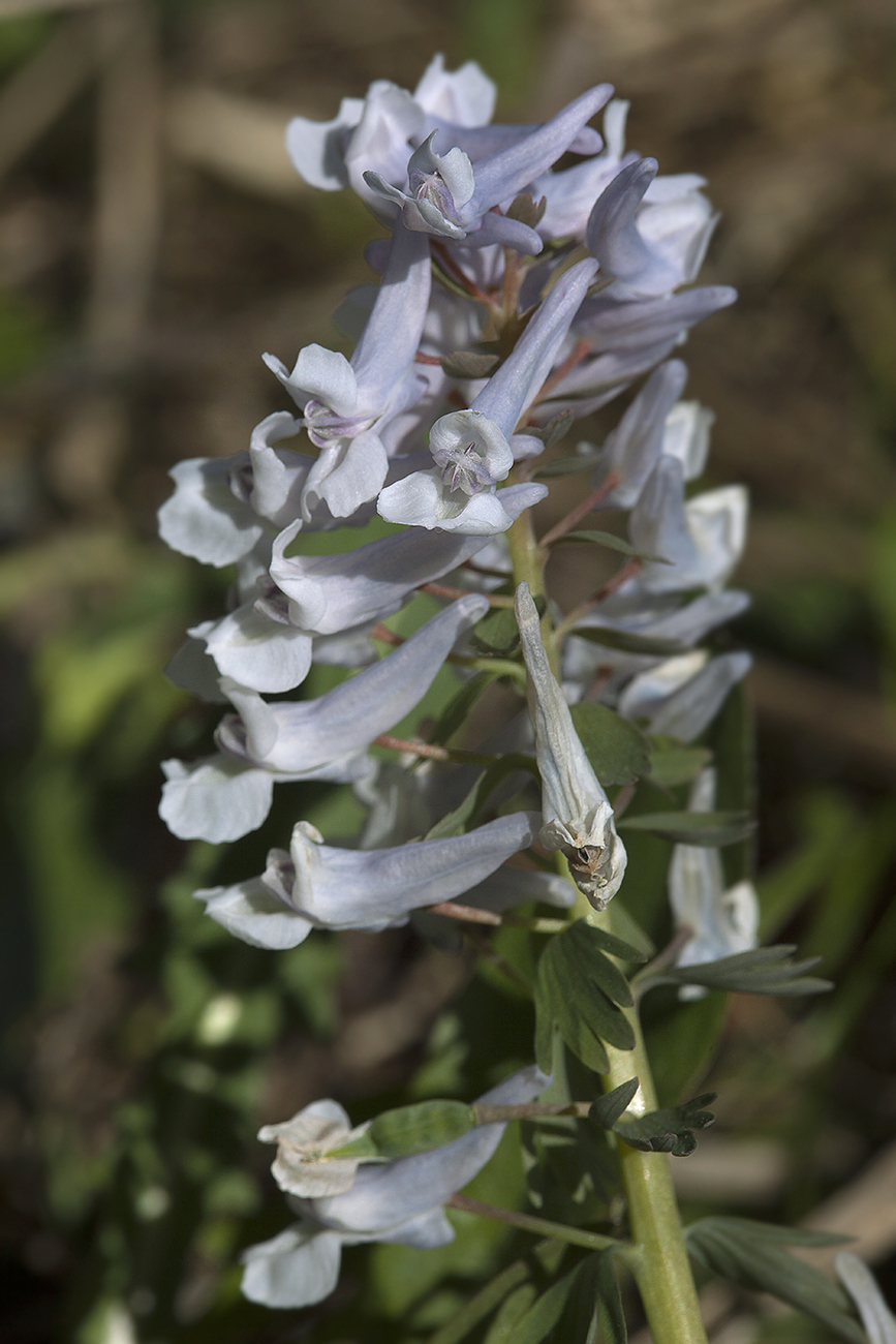 Image of Corydalis solida specimen.