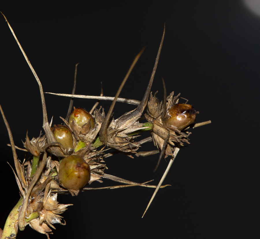 Image of Lomandra longifolia specimen.