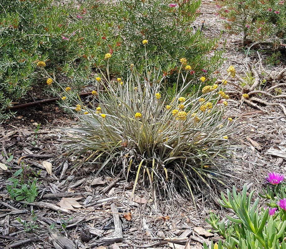 Изображение особи Conostylis candicans.