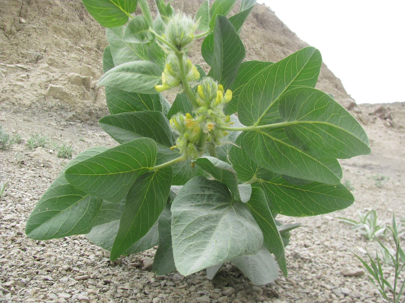 Image of Astragalus terrae-rubrae specimen.