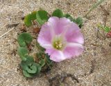 Calystegia soldanella. Цветущее растение. Крым, окр. Евпатории, берег моря, среди псаммофитной растительности. 26 мая 2018 г.