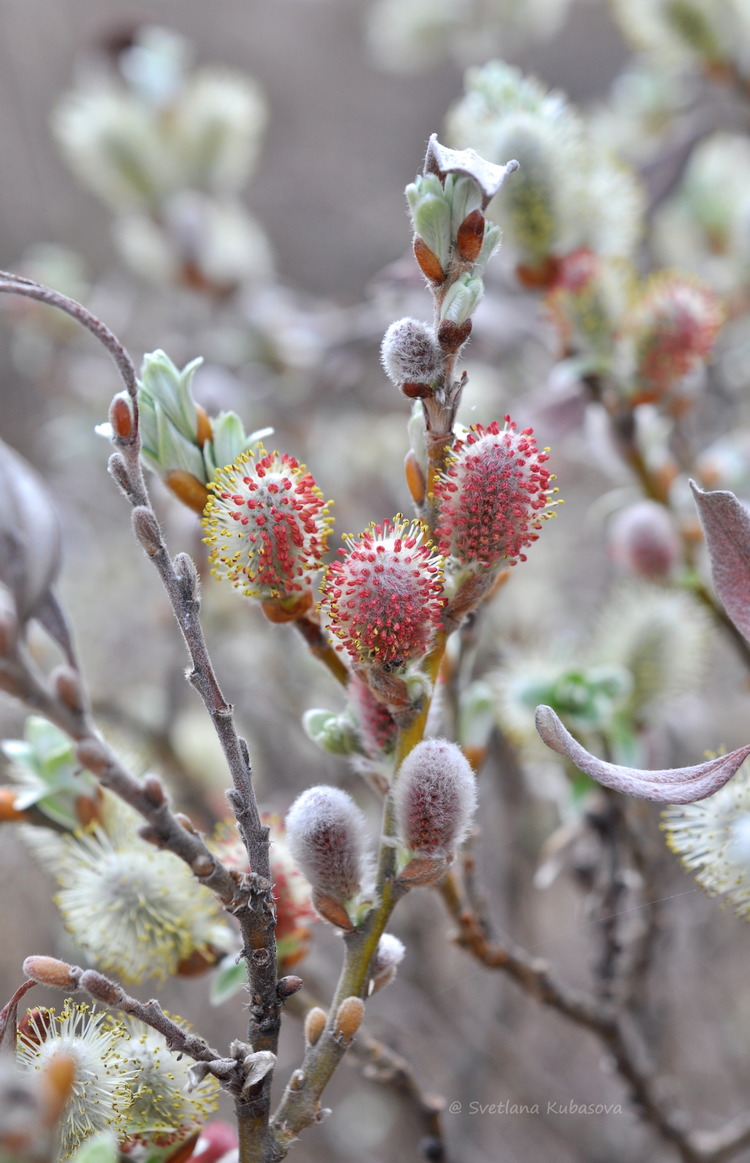 Image of Salix helvetica specimen.