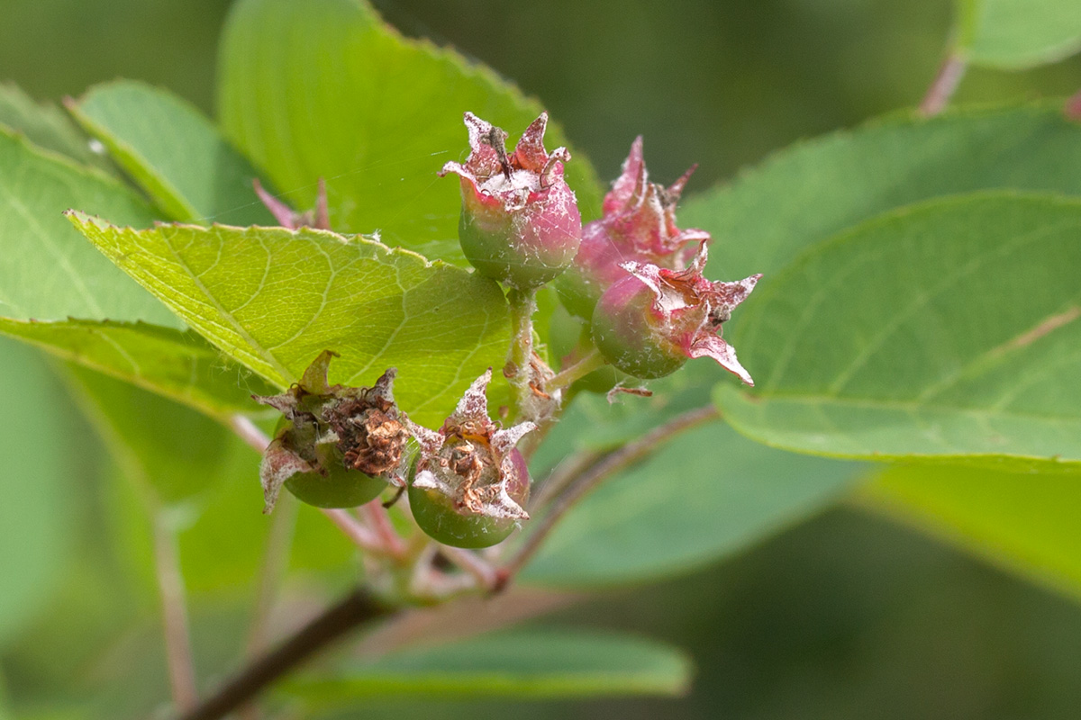 Image of Amelanchier spicata specimen.