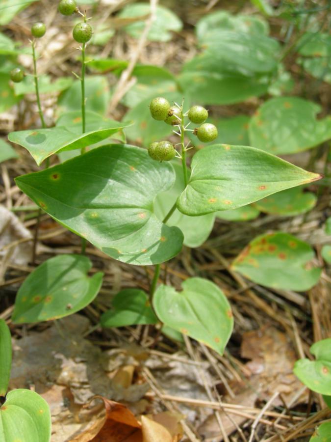 Image of Maianthemum bifolium specimen.