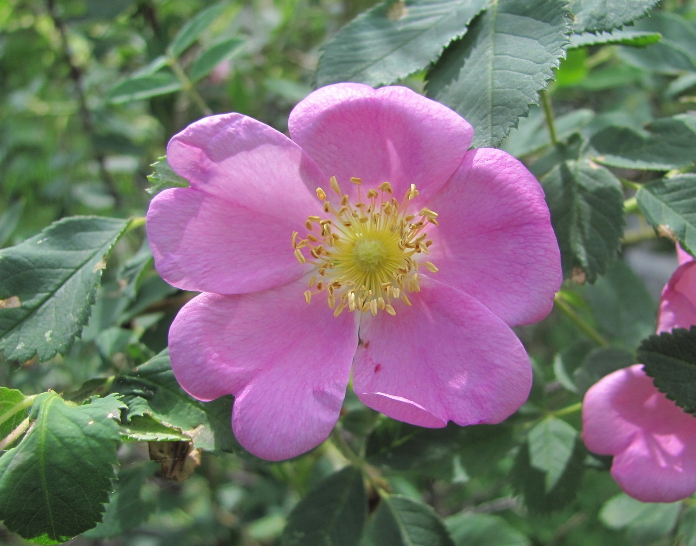 Image of genus Rosa specimen.