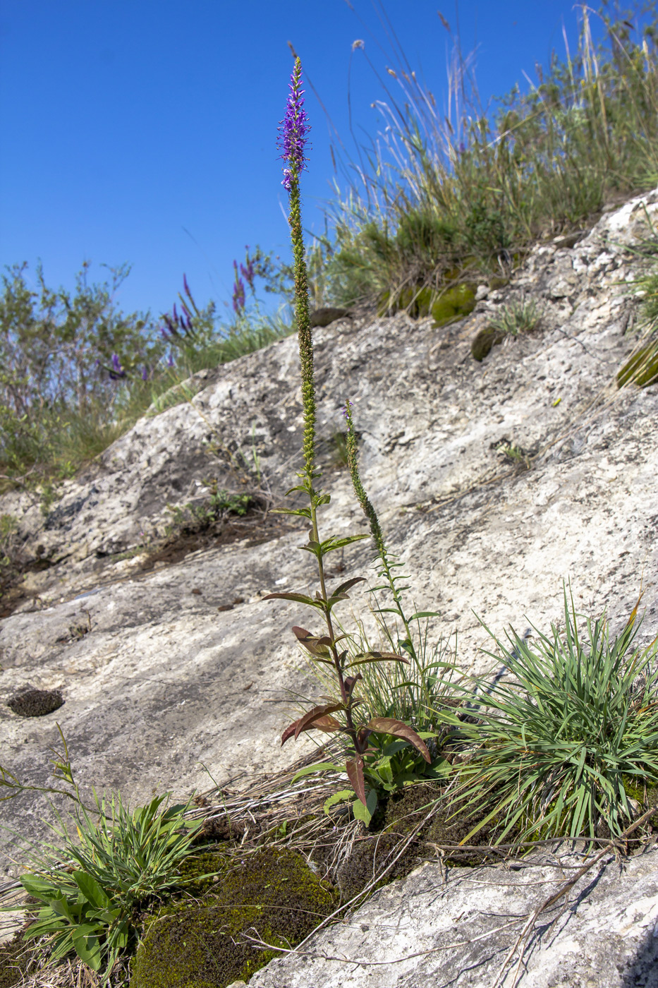 Изображение особи Veronica spicata.