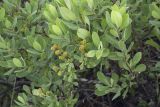 Myrica tomentosa