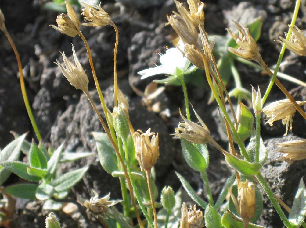 Изображение особи Stellaria eschscholtziana.