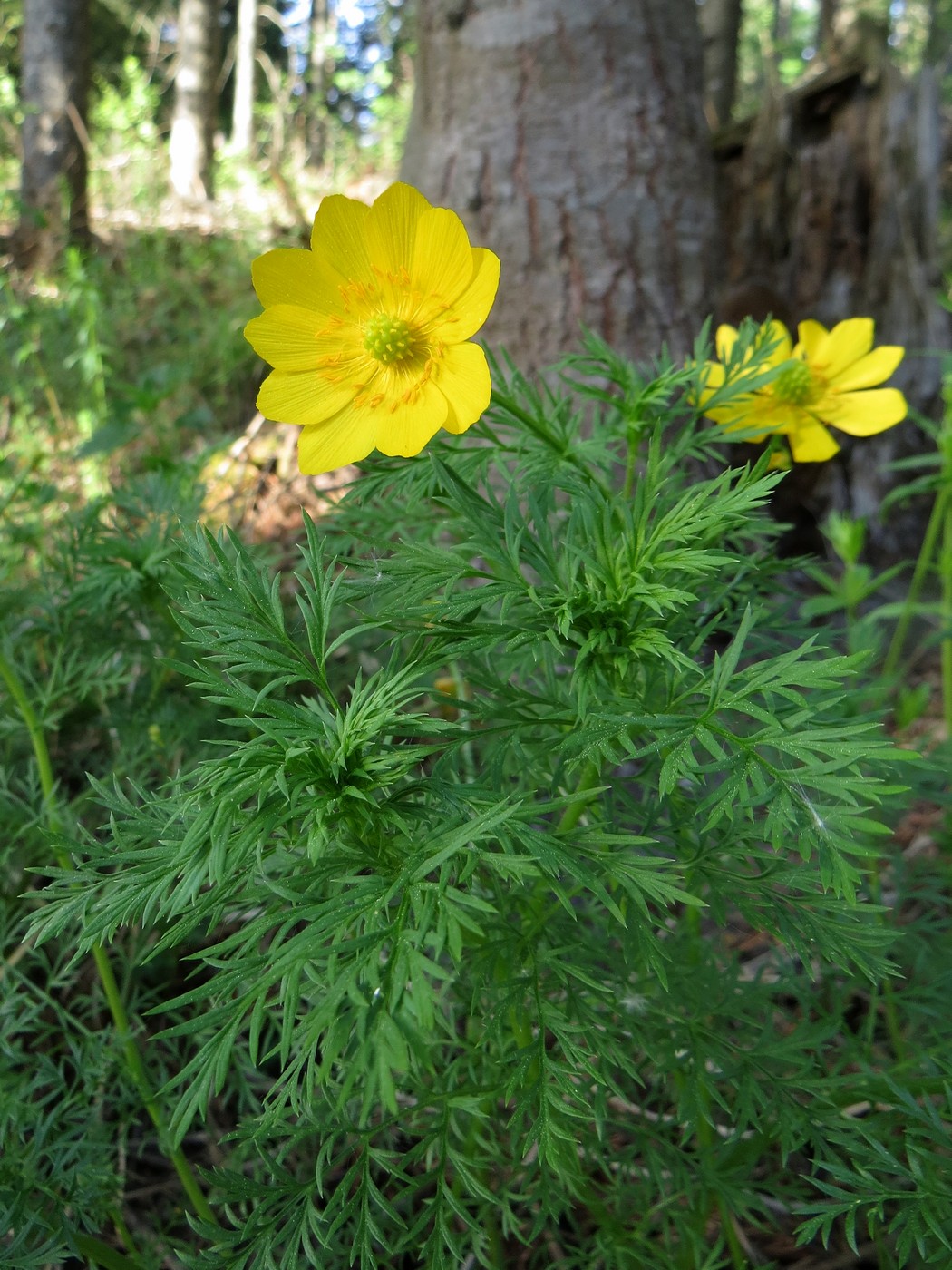 Image of Adonis apennina specimen.