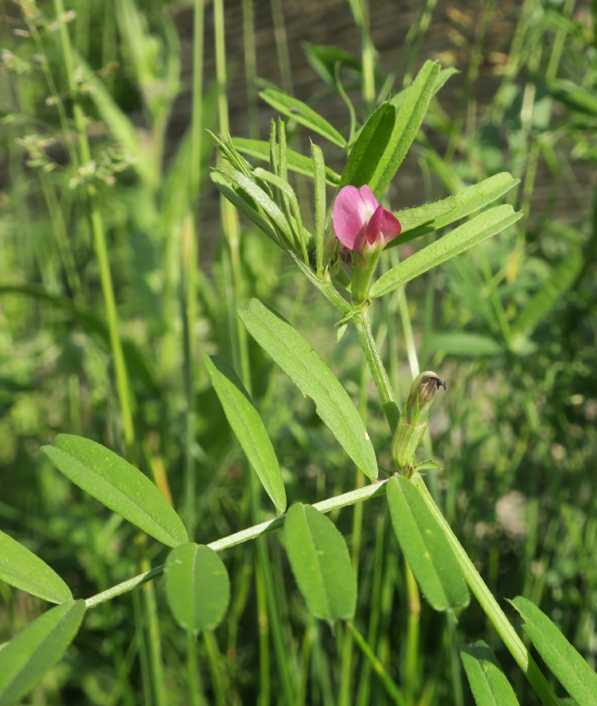 Image of Vicia angustifolia specimen.