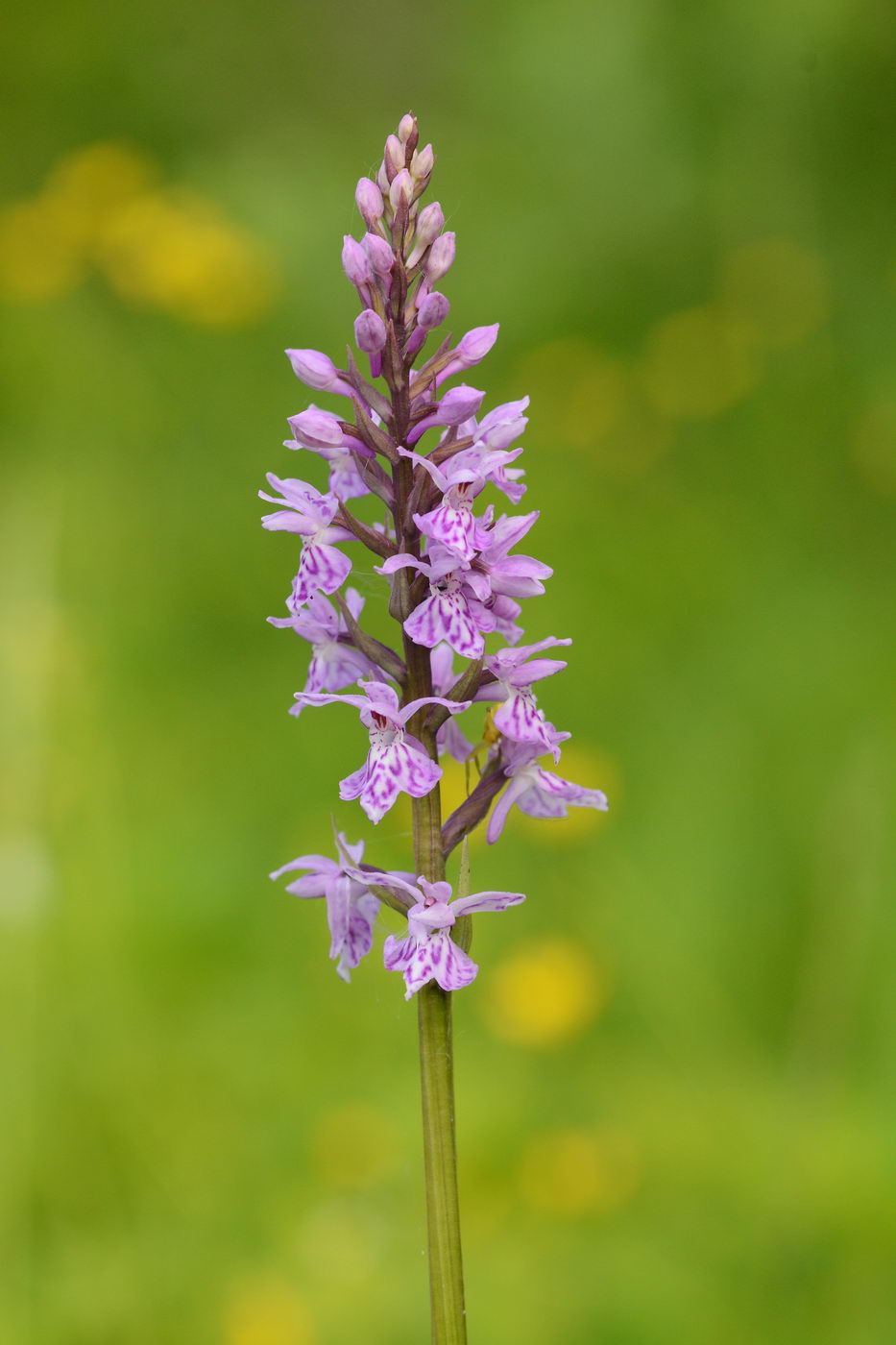 Image of Dactylorhiza fuchsii specimen.