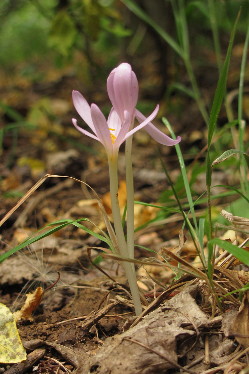 Изображение особи Colchicum umbrosum.