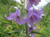 genus Campanula