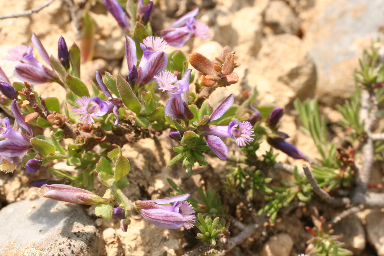 Image of Polygala supina ssp. rhodopea specimen.