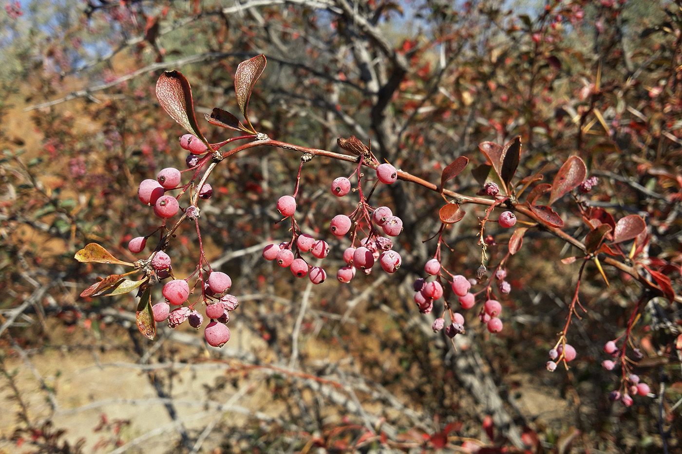 Изображение особи Berberis iliensis.