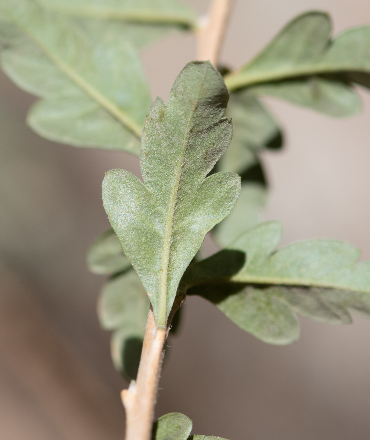 Image of Cantua buxifolia specimen.