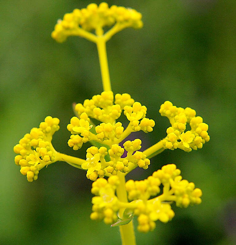 Image of Patrinia scabiosifolia specimen.