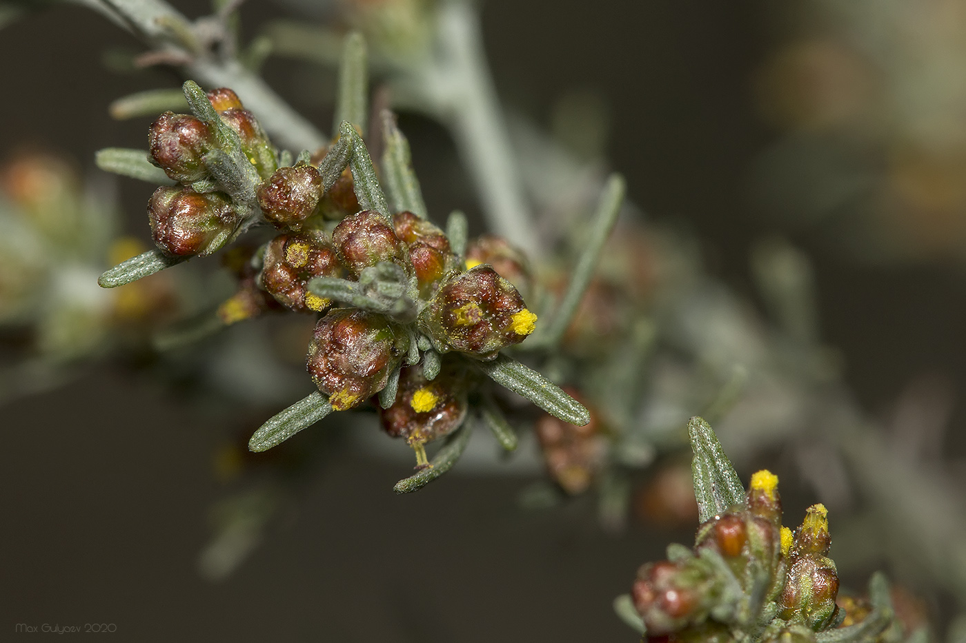 Изображение особи Artemisia taurica.