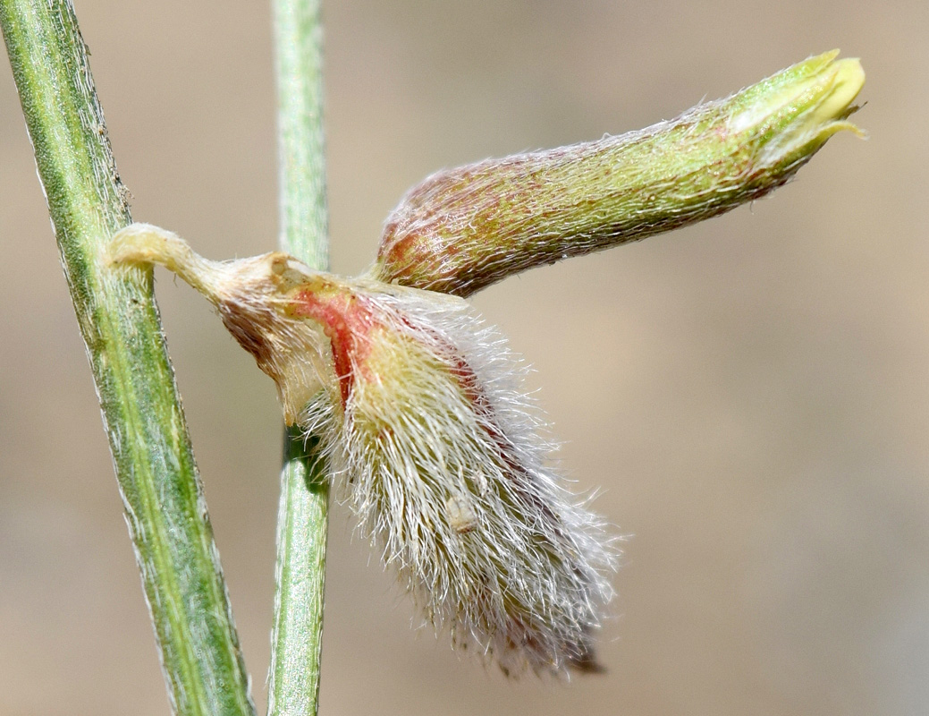 Image of Astragalus namanganicus specimen.