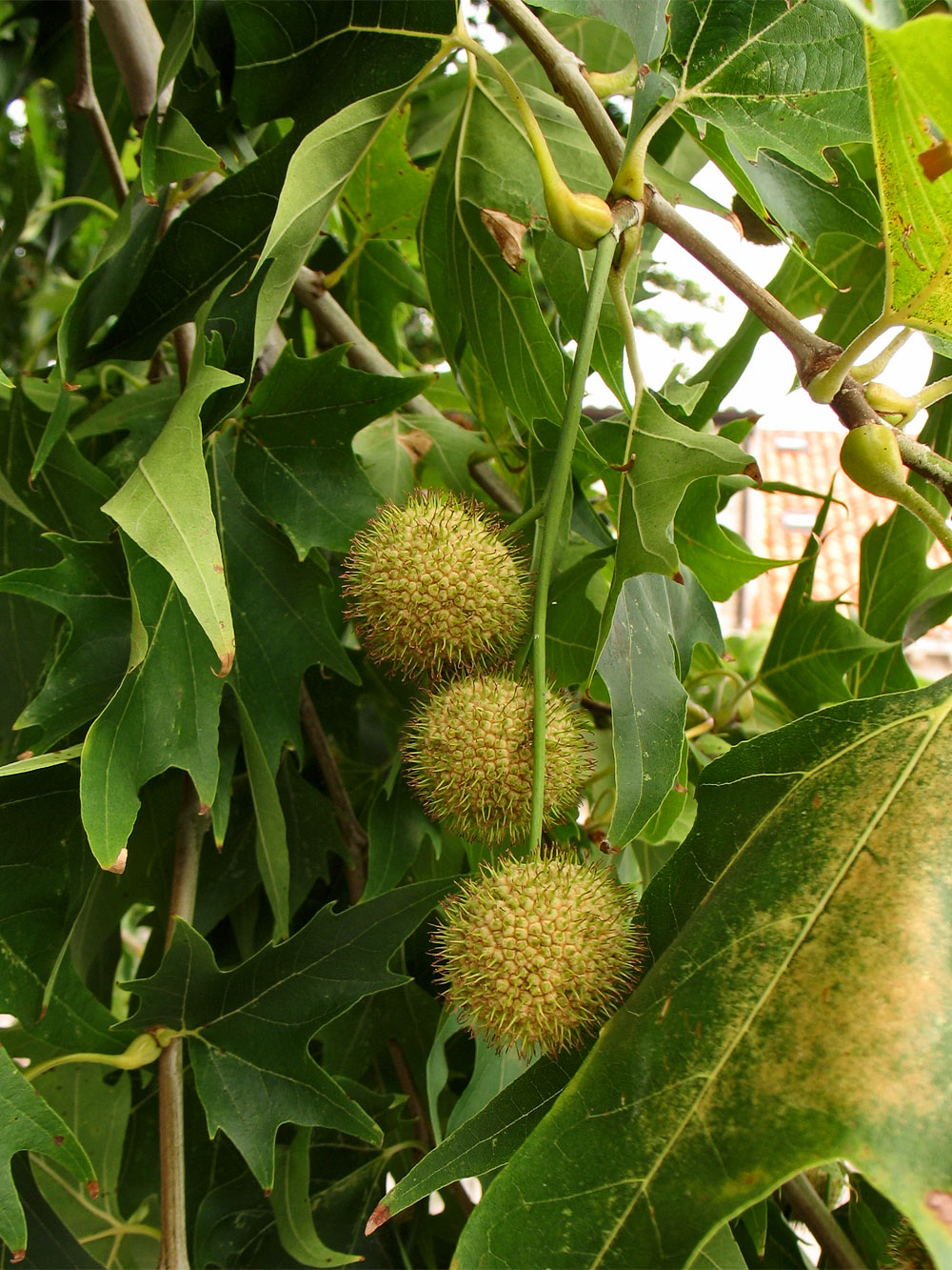 Image of Platanus orientalis specimen.