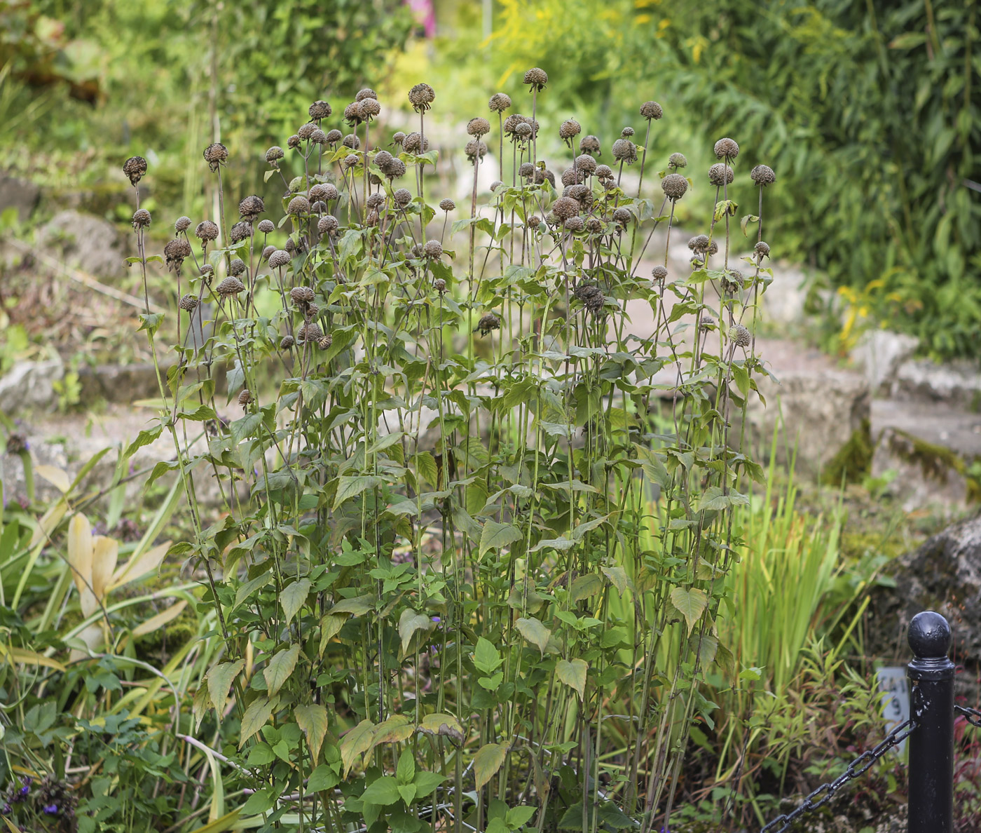 Image of genus Monarda specimen.