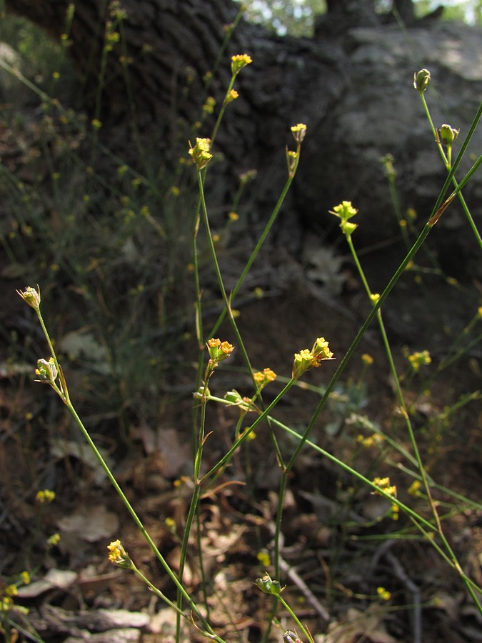 Image of Bupleurum asperuloides specimen.