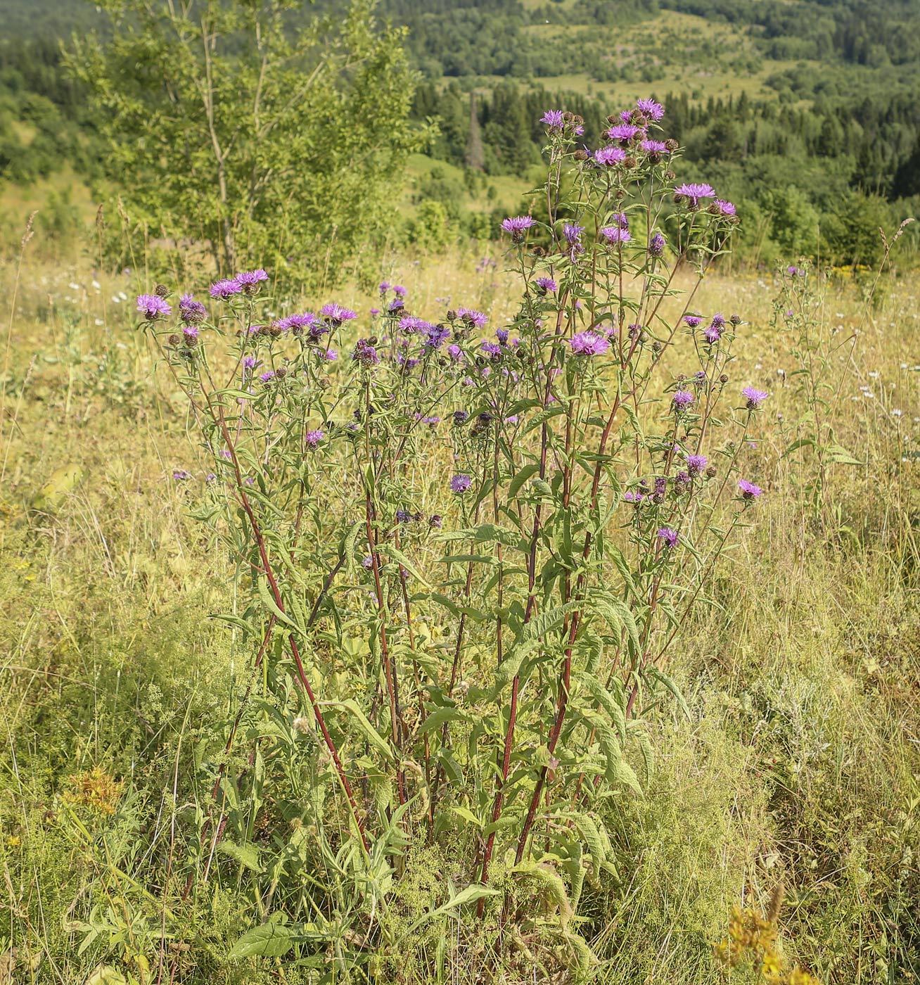 Изображение особи Centaurea pseudophrygia.