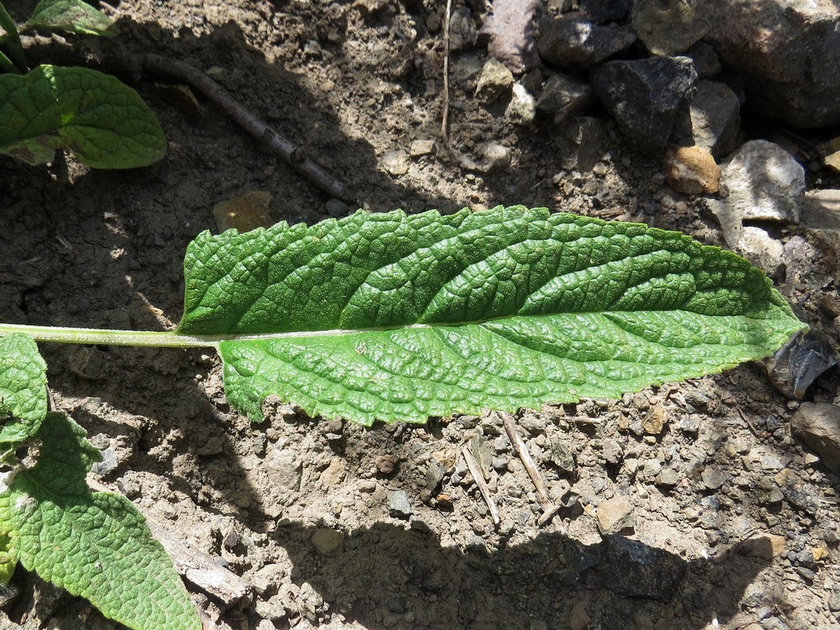 Изображение особи Phlomis fruticetorum.