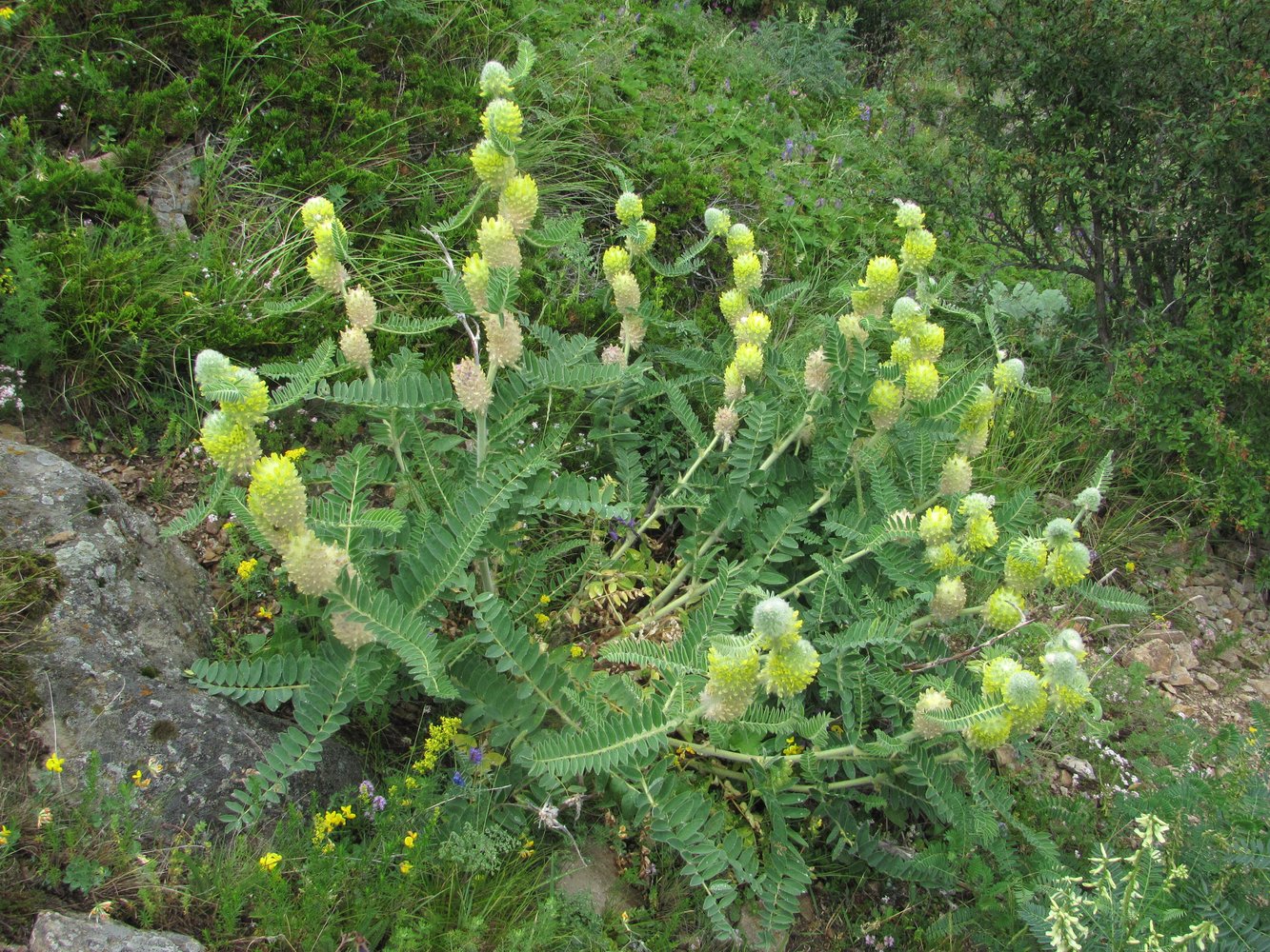 Image of Astragalus maximus specimen.