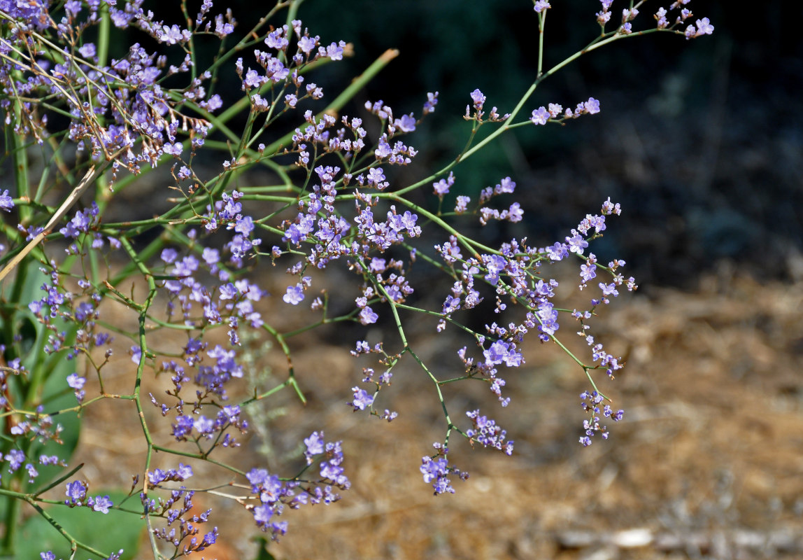 Изображение особи Limonium scoparium.