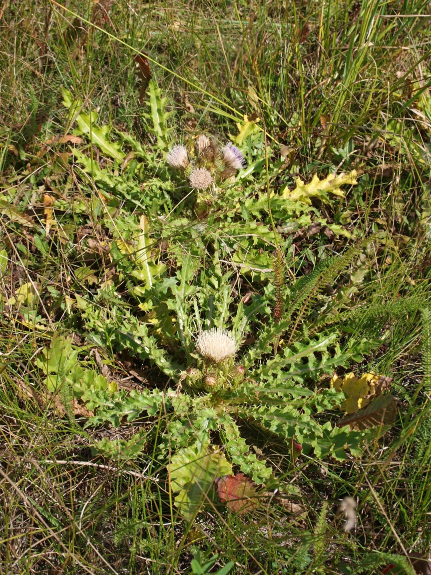 Image of Cirsium roseolum specimen.