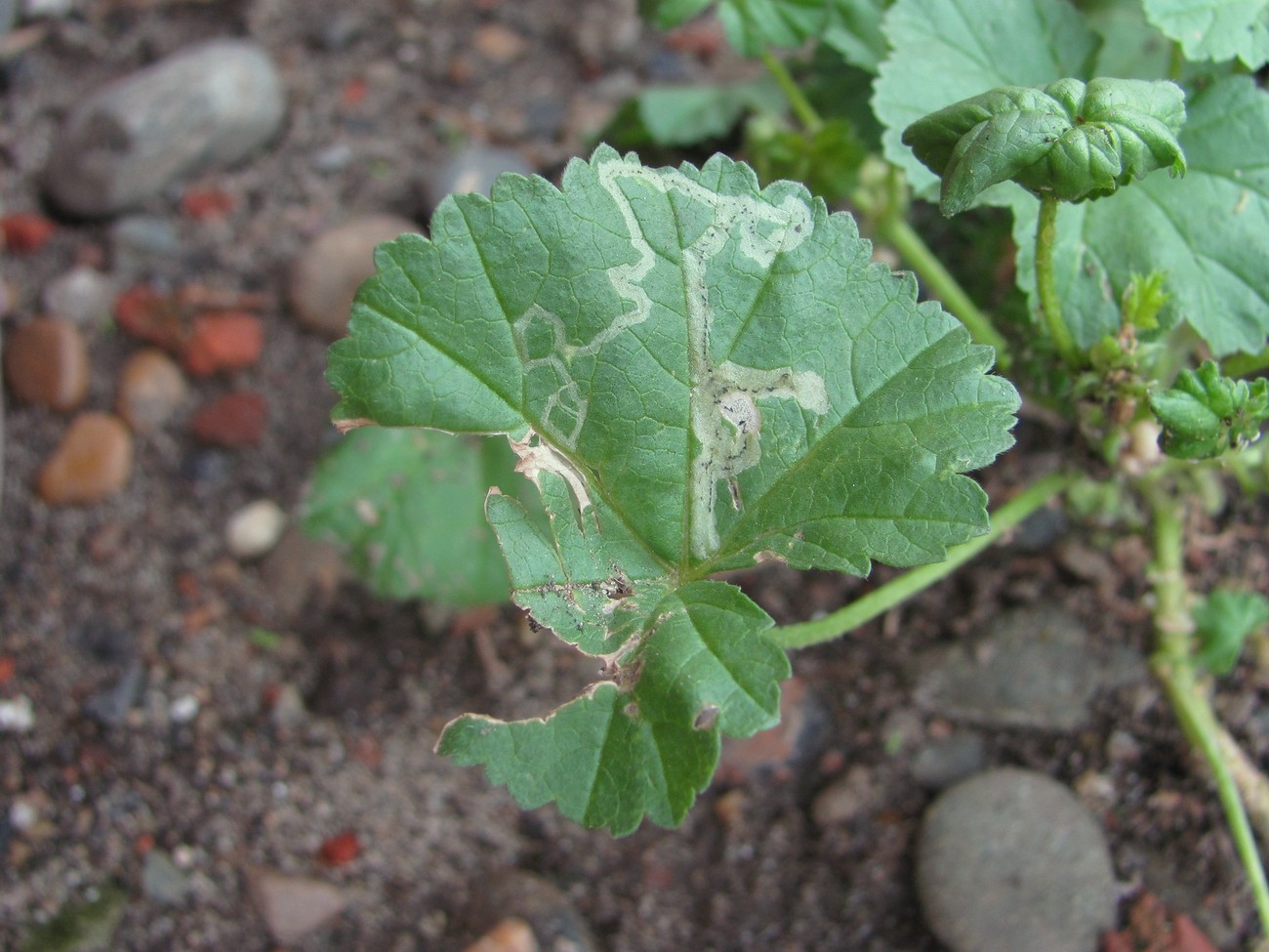 Image of Malva pusilla specimen.