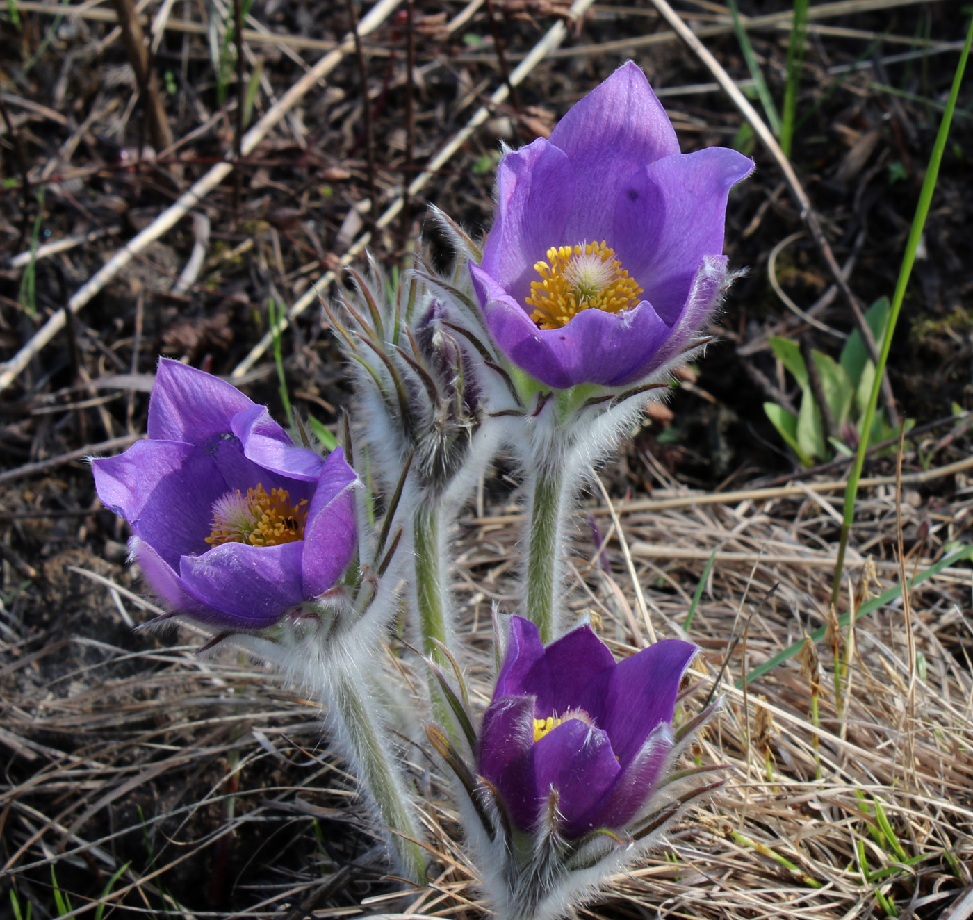 Image of Pulsatilla patens specimen.