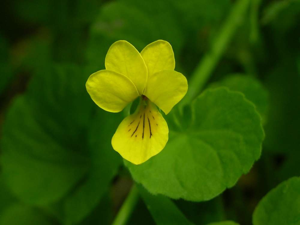 Изображение особи Viola biflora.