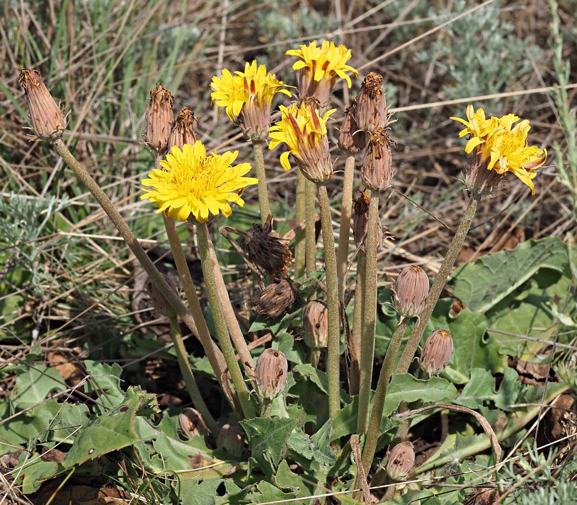 Изображение особи Taraxacum serotinum.