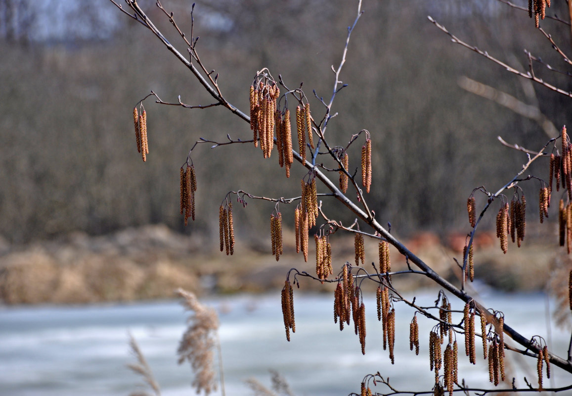 Image of Alnus glutinosa specimen.