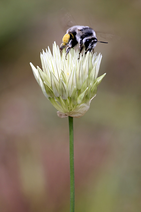 Image of Allium barsczewskii specimen.