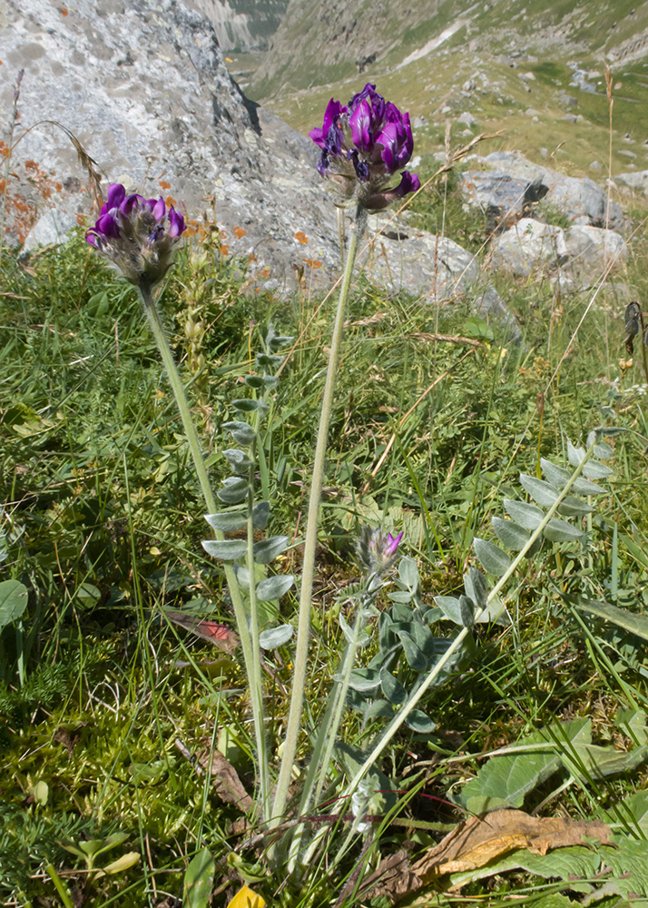 Изображение особи Oxytropis owerinii.