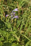 Nepeta sibirica. Верхушка цветущего растения. Алтай, Улаганский р-н, долина р. Чулышман, берег ручья Куркуре рядом с водопадом. 6 августа 2020 г.