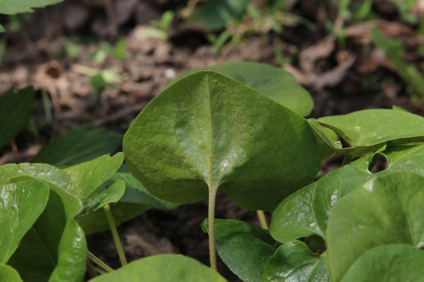 Изображение особи Asarum intermedium.