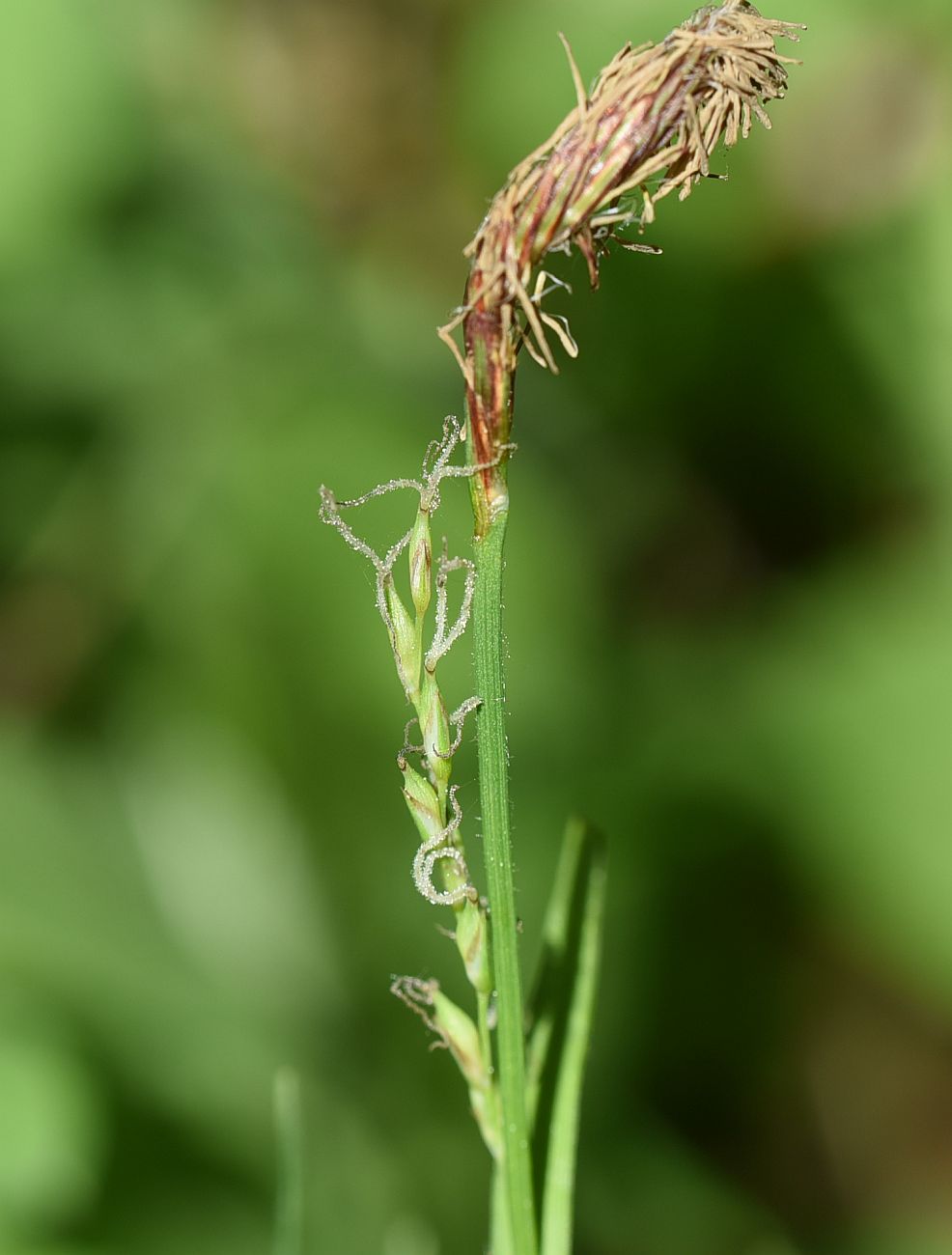 Image of Carex pilosa specimen.