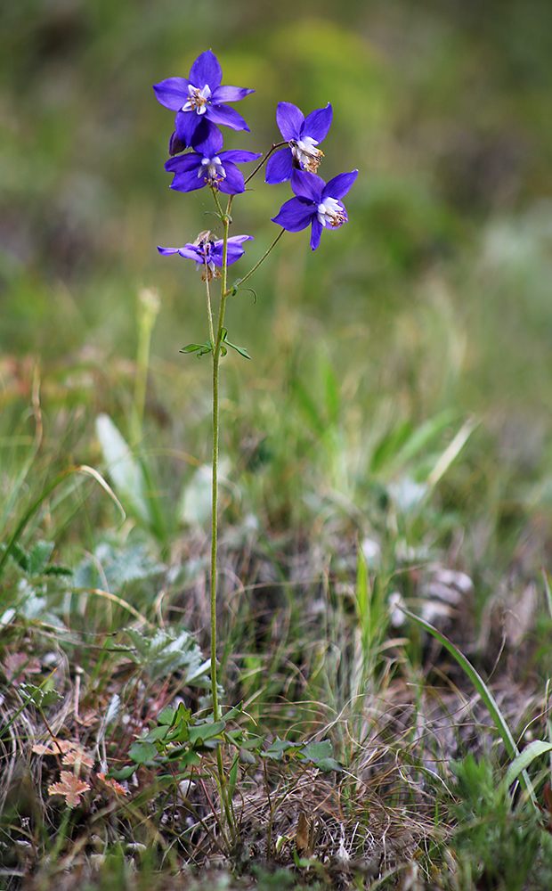 Image of Aquilegia parviflora specimen.