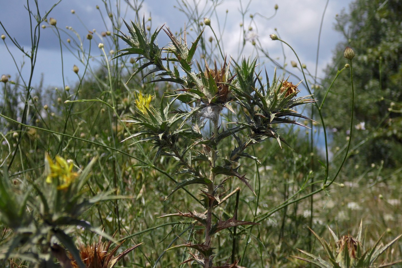 Image of Carthamus lanatus specimen.